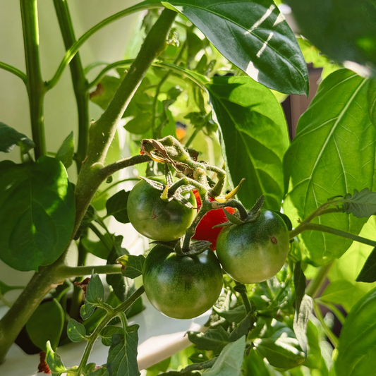 The Art of Companion Planting in Hydroponics: Stack & Sprout's Guide