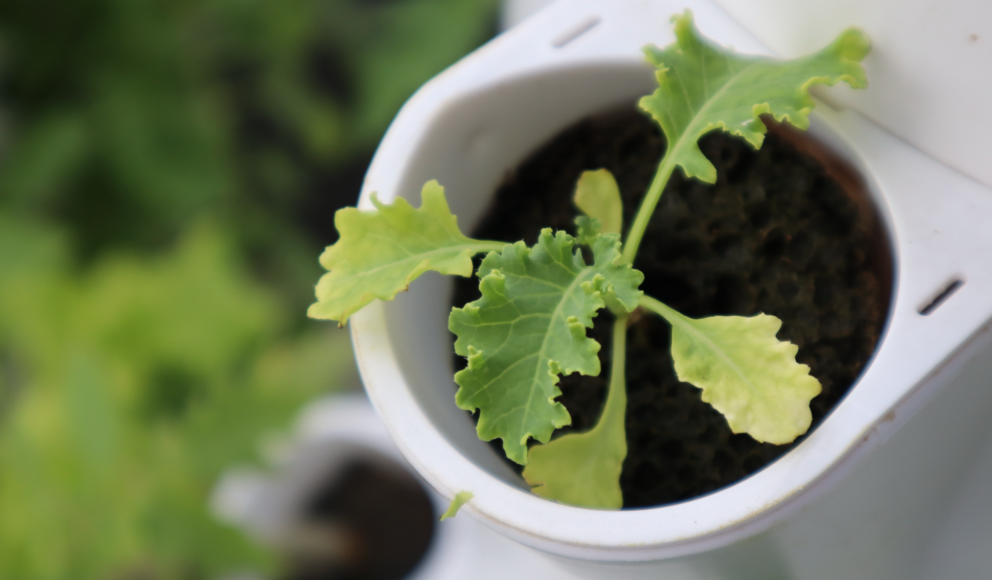 Maximize Your Condo Patio: Best Fall Crops for Your Stack & Sprout System