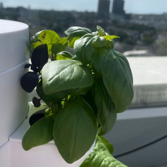 Growing the Perfect Basil Harvest with Stack & Sprout